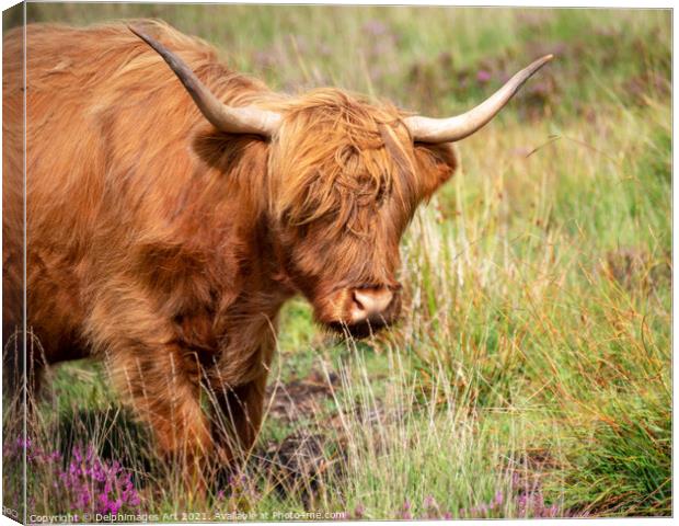 Portrait of a Highland cow Canvas Print by Delphimages Art