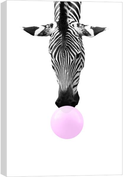 Bubble gum zebra, funny animal Canvas Print by Delphimages Art