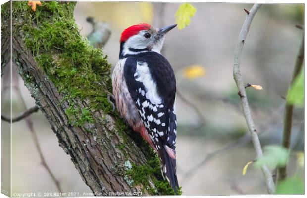 Middle Spotted Woodpecker (Dendrocoptes medius) Canvas Print by Dirk Rüter