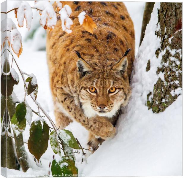 Eurasian lynx (Lynx lynx) Canvas Print by Dirk Rüter