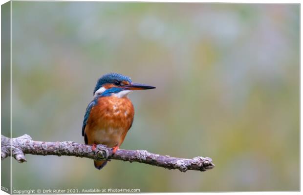 Eurasian kingfisher (Alcedo atthis) Canvas Print by Dirk Rüter