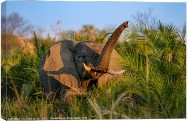 Elephant in the Okavango Delta Canvas Print by Dirk Rüter