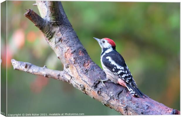 Middle Spotted Woodpecker (Dendrocoptes medius) Canvas Print by Dirk Rüter