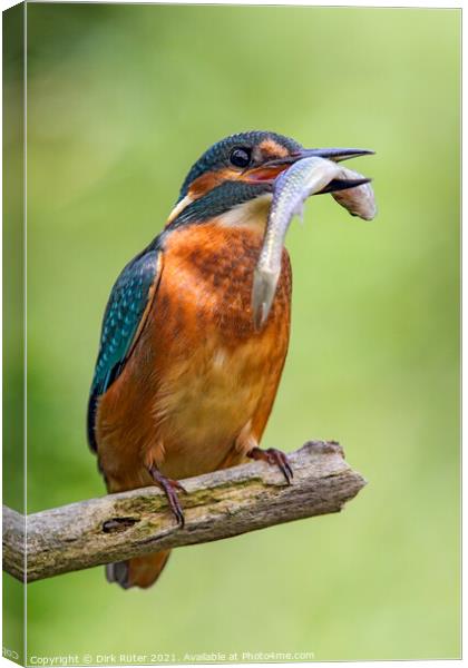 Common Kingfisher (Alcedo atthis) Canvas Print by Dirk Rüter