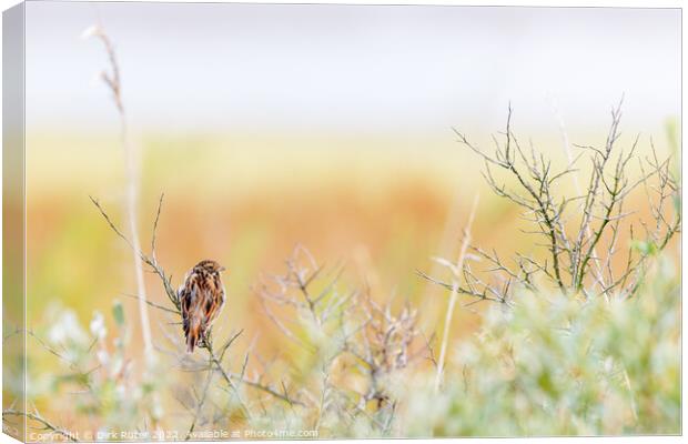Common reed bunting (Emberiza schoeniclus) Canvas Print by Dirk Rüter