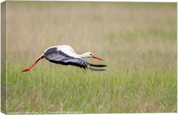 White Stork (Ciconia ciconia) Canvas Print by Dirk Rüter