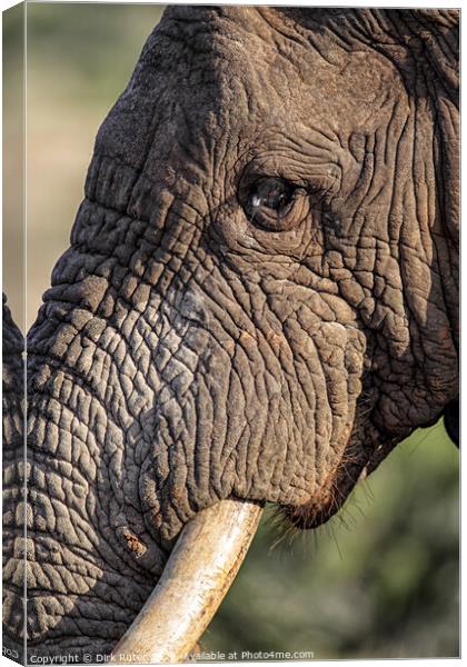 African Elephant (Loxodonta africana) Canvas Print by Dirk Rüter