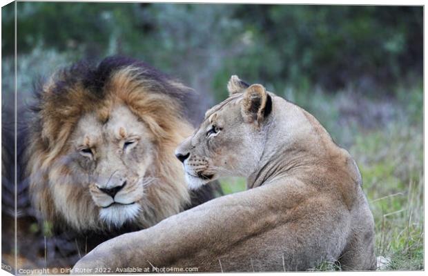 Lion pair Canvas Print by Dirk Rüter