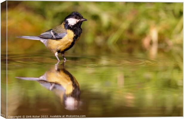 Great Tit (Parus major) Canvas Print by Dirk Rüter