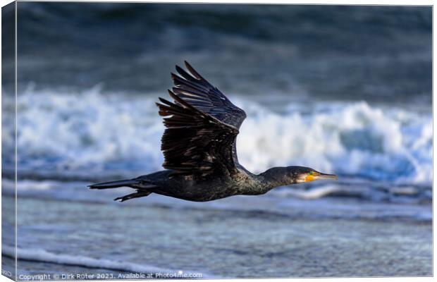 Great cormorant (Phalacrocorax carbo) Canvas Print by Dirk Rüter