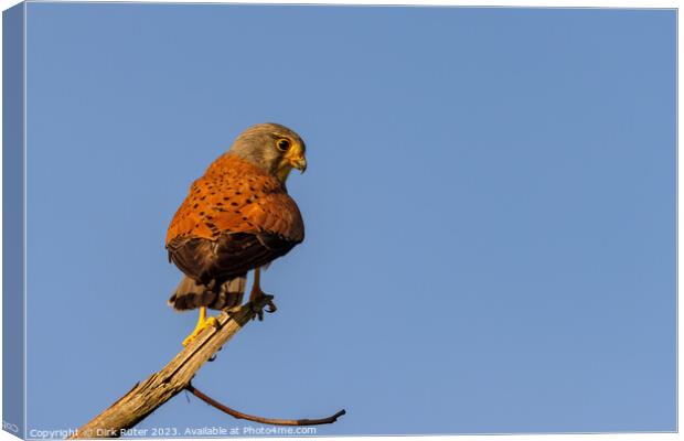 Common kestrel (Falco tinnunculus) Canvas Print by Dirk Rüter