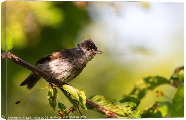 Eurasian blackcap (Sylvia atricapilla) Canvas Print by Dirk Rüter