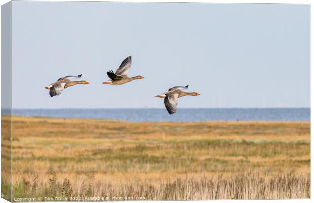 Greylag geese (Anser anser) Canvas Print by Dirk Rüter