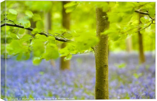 Fresh. Beech trees and oof bluebells, Blickling Canvas Print by Martin Tosh