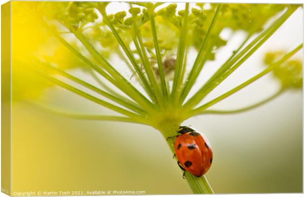 Into the lair. ladybird on fennel stem Canvas Print by Martin Tosh