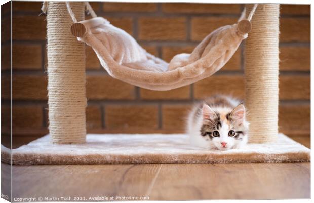 Calico kitten under cat hammock Canvas Print by Martin Tosh