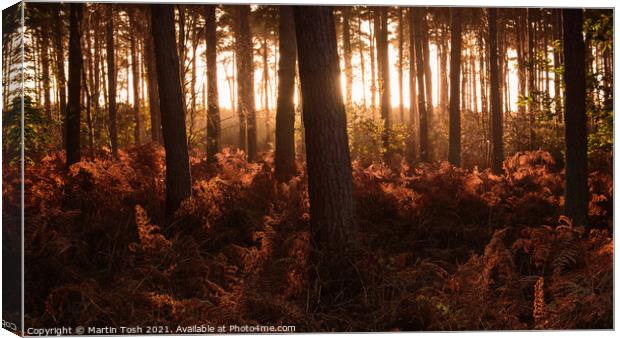 Thetford Forest i Canvas Print by Martin Tosh