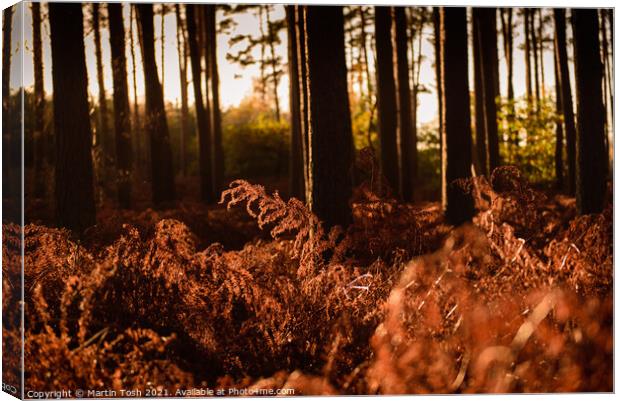 Sunrise through pines and bracken Canvas Print by Martin Tosh