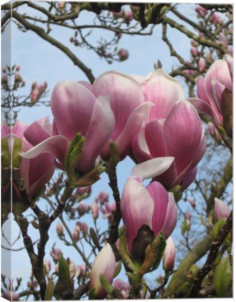 Pink Magnolia Canvas Print by Christine Birch