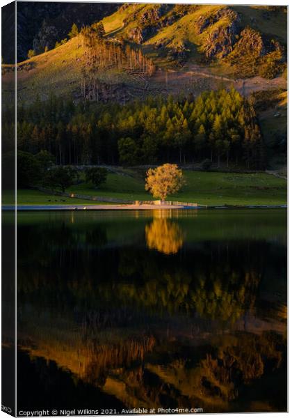 Tree Reflection Buttermere Canvas Print by Nigel Wilkins