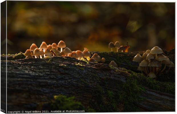 Sunlit Mushrooms Canvas Print by Nigel Wilkins