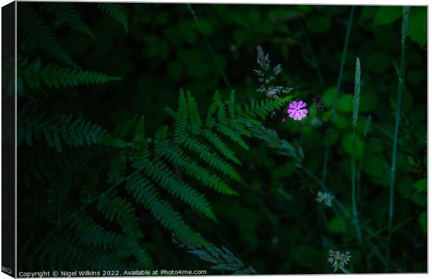 Red Campion Canvas Print by Nigel Wilkins