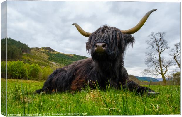 Highland Coo Canvas Print by Nigel Wilkins