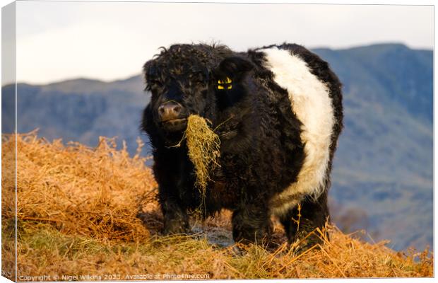 Chubby Cow With Attitude Canvas Print by Nigel Wilkins