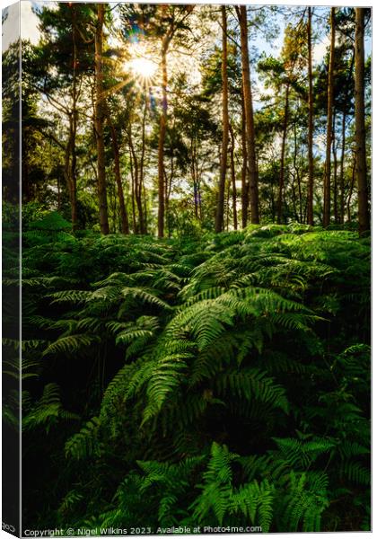 Ferns in the late afternoon Sunshine Canvas Print by Nigel Wilkins