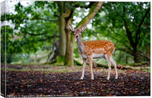 Fallow Deer Canvas Print by Nigel Wilkins