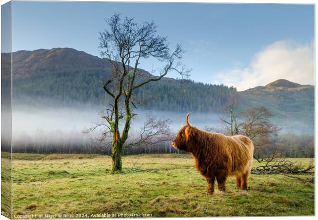 Highland Cow, Scottish Highlands Canvas Print by Nigel Wilkins