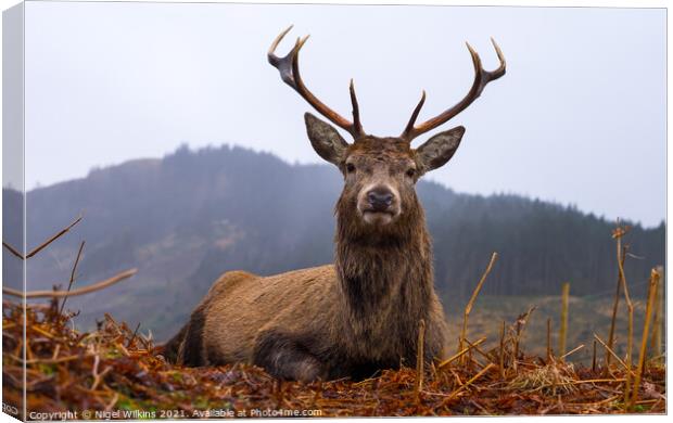 Red Deer Stag, Scottish Highlands Canvas Print by Nigel Wilkins