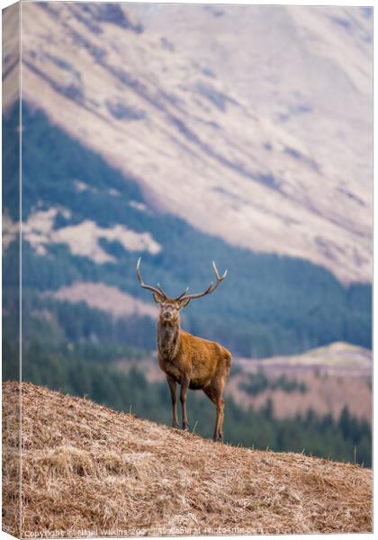 Red Deer Stag Canvas Print by Nigel Wilkins