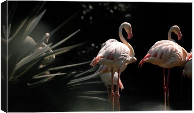 Flamingos are together at night  Canvas Print by maka magnolia