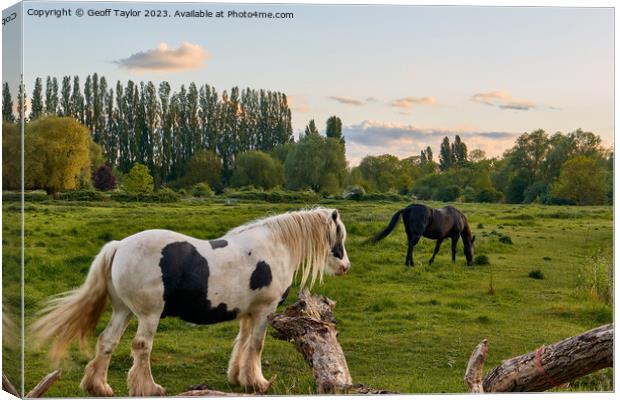 Horses in the meadow Canvas Print by Geoff Taylor