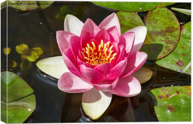 Water lilly Canvas Print by Geoff Taylor
