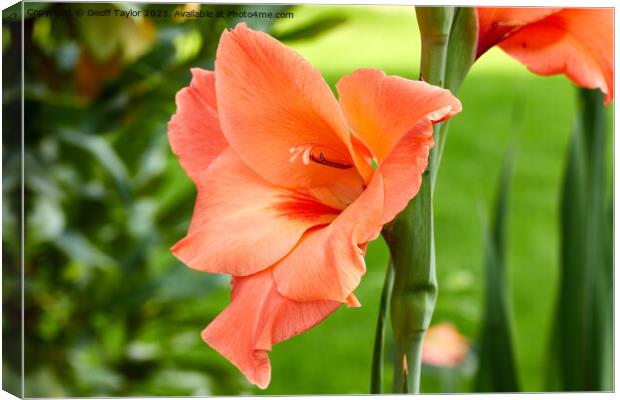 Iris Canvas Print by Geoff Taylor