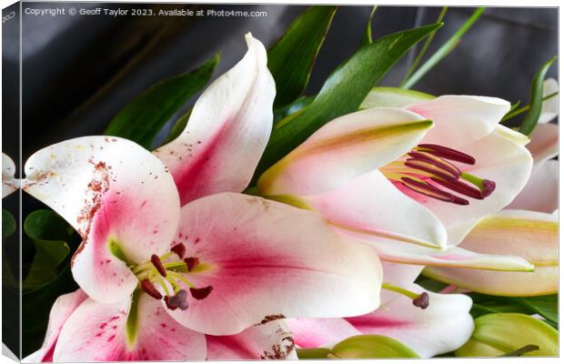 Lillies Canvas Print by Geoff Taylor