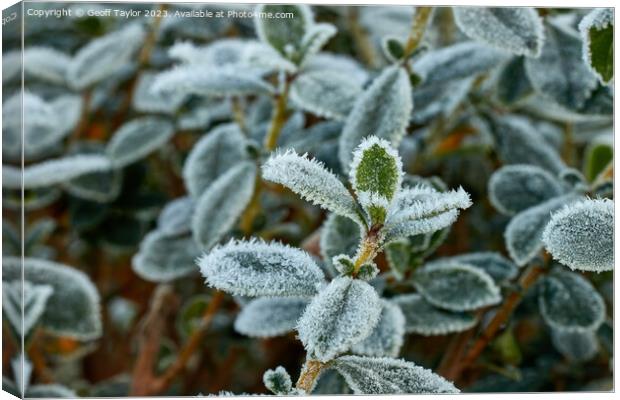 Frosty leave Canvas Print by Geoff Taylor