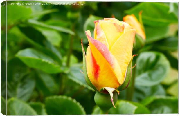 Rose bud Canvas Print by Geoff Taylor