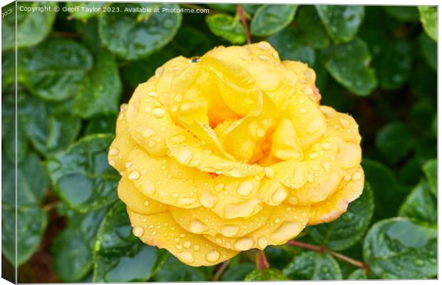 Rose in the rain Canvas Print by Geoff Taylor