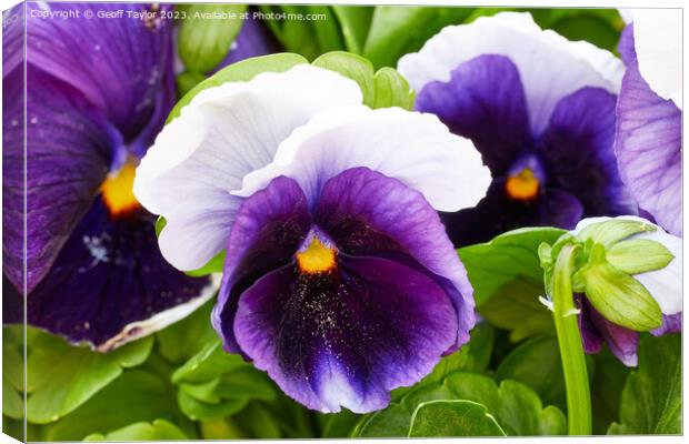 Purple pansy Canvas Print by Geoff Taylor