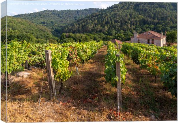 Grapes growing on grapevines, Ribeiro wine region, Canvas Print by Ian Murray