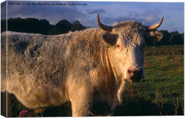 White bull with horns  Canvas Print by Ian Murray