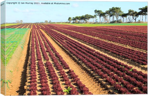 Outdoor field rows of lettuce Canvas Print by Ian Murray