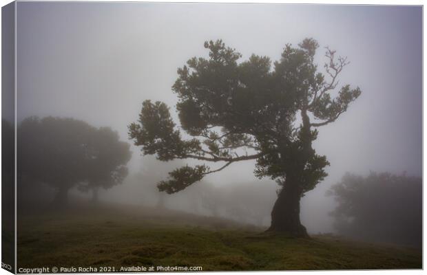 Misty landscape with Til trees in Fanal, Madeira island, Portugal. Canvas Print by Paulo Rocha