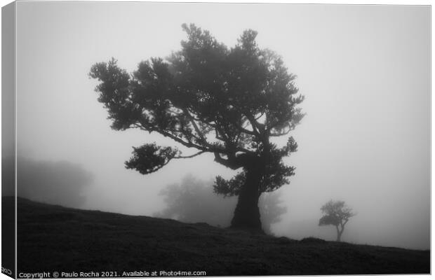 Misty landscape with Til trees in Fanal, Madeira i Canvas Print by Paulo Rocha