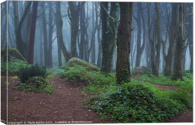 Woodland scenery with fog Canvas Print by Paulo Rocha