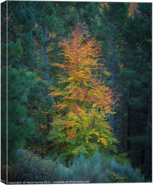 Hillside colorful autumn landscape at Manteigas - Serra da Estrela - Portugal Canvas Print by Paulo Rocha