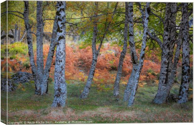 Colorful autumn landscape at Manteigas - Serra da Estrela - Portugal Canvas Print by Paulo Rocha